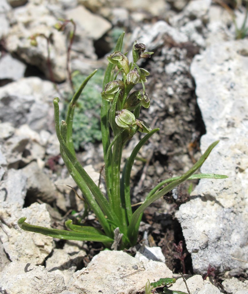 Chamorchis alpina